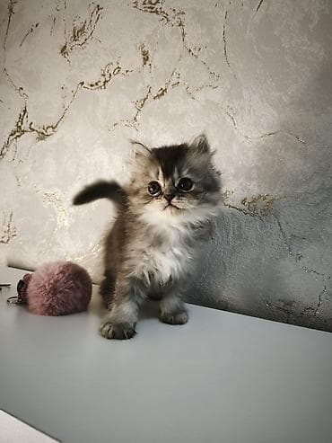 ev sıçanı: Şotland, Erkək, Ünvandan götürmə, Ödənişli çatdırılma — 1