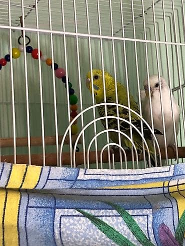 tap. az itler: Məhsul: Dalmatian papuqayları (2 ədəd) böyük quşlardır 11 aylıq ikisi — 3