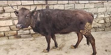 порода коров ала тоо: Öz Qapi Malimdi Süperde kökdü Maldi Real alıcılar Narahat Elesün — 1