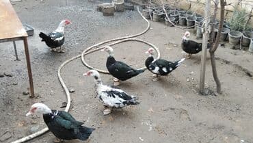 Куры: Самка, | Lal ordek, Для разведения — 7