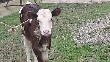 Heyvanlar üçün mallar: Birinci qarına doğub 25 günlük süni mayalanmadan olan balası yanında — 2