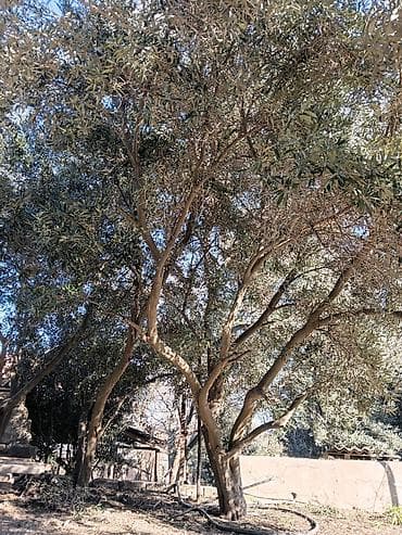 gavali agaci: Zeytun ağacları satılir.14 ededdi.Baki sortudu.Bir ağacdan 100 kilo — 3