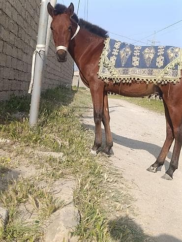 akita amerika: Salam bu at 10gündü itib 3-4 gün əvvəl şüvəlan ərazisində görülüb — 5