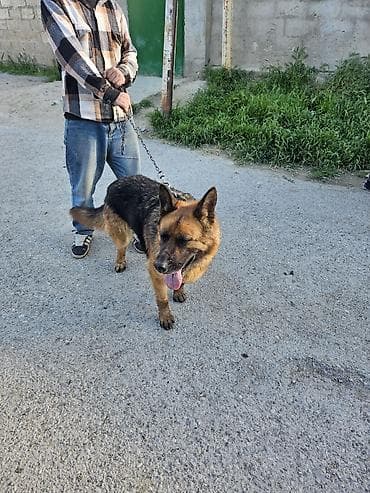 tovuz qusu yumurtasi: Alman çoban iti, 11 ay, Dişi, Ünvandan götürmə — 5