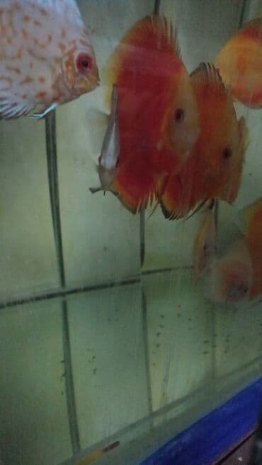 Gəmiricilər: Diskus, Sülhsevər — 1