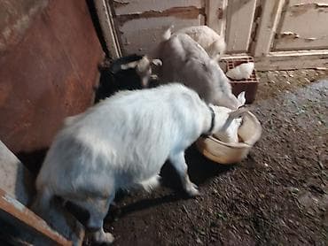 tap.az quba heyvanlar: Salam 3 cu qarna dogub 2 bala 1 erkek biri disi. Balalari ayirmisam — 4