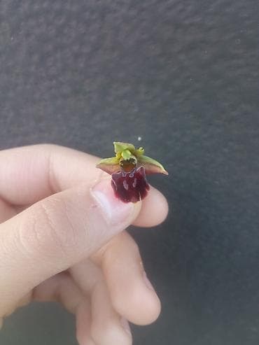 nergiz gulu haqqinda melumat: Nadir mini orxideya çiçəyi – kolleksiyaçılar və botanika həvəskarları — 1