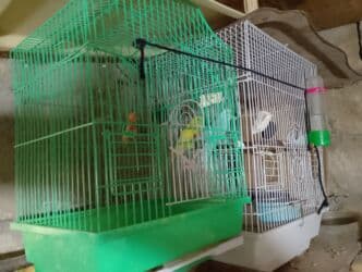 попугай ара цена: Salam bala cavan qusdardi isimle əlaqeli yeni teze duzeldim baxan — 9