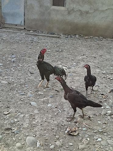 Heyvanlar: Heyratı yumurtası satılır təzə və mayalı şəkil öz şəkiləridi bu — 1