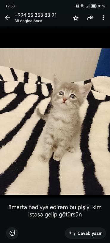 anqor pişiyi: Yaxşı əllərə — 2