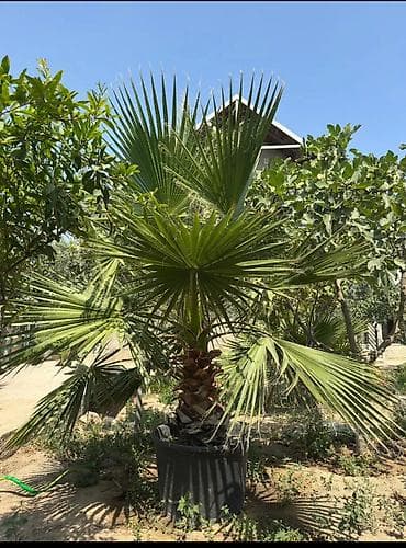 finik palmasi: Vaşinkton palmasi (qiymət 5 - 10 manat ) (500-550 dənə var ) Böyuk — 5