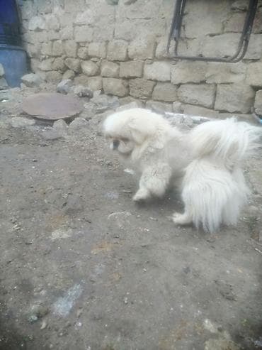 ev itləri ucuz: Pekines — 4