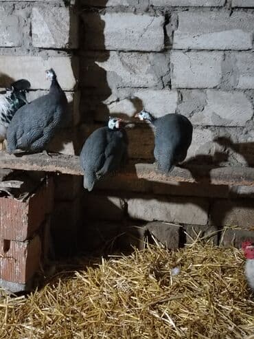 qarderob yuvası giriş zalı: Toyuq, Damazlıq, Ödənişli çatdırılma — 4