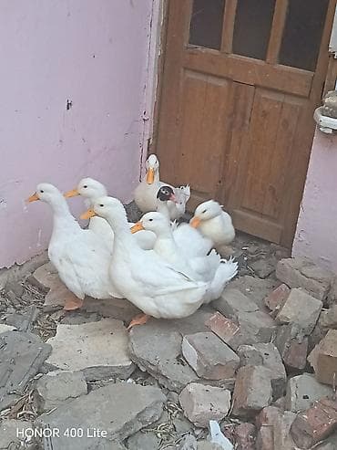 it satisi: 7 ördəydi. 1 lal ördəydi 6 sı Rasiya ördəyləridi.Şəraitim olmadığına — 1