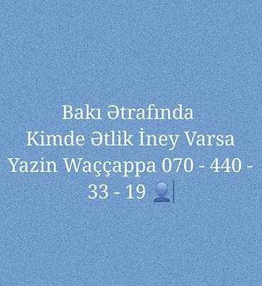 toyuq döş əti: Bakı ətrafında ətlik inək axtarışı — 1