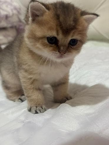 pisi: Qızıl şinşilla, Erkək — 8