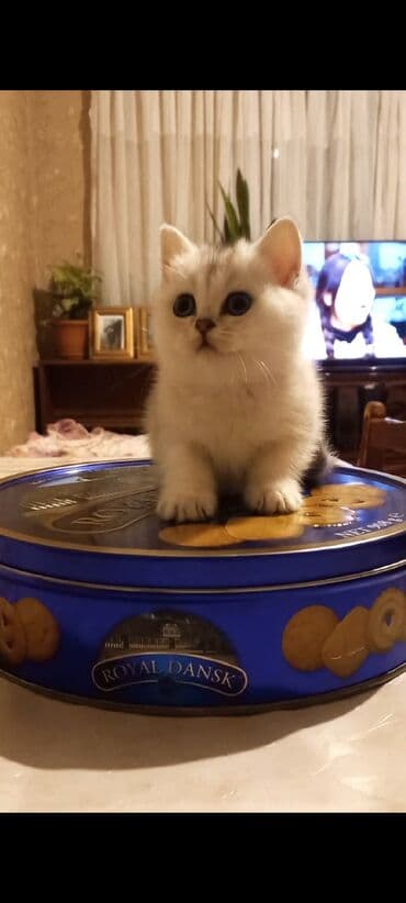 pisik sortlari: Şinşilla, Dişi, Yaxşı əllərə, Ünvandan götürmə — 1