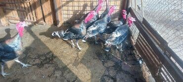 cins ineklerin satisi 2018: Erkək, Damazlıq, Ünvandan götürmə — 1