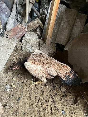 Птицы: Курица, Для разведения — 3