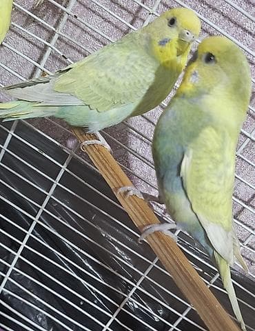 Hazır cüt valnist satılır cütü 30 m endirim yoxdu