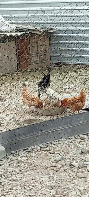 İtlər: Toyuq, Yumurtalıq — 2