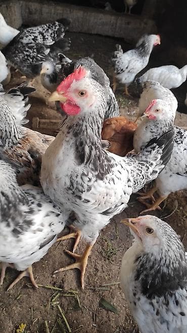 kucinka toyuqları: Toyuq, Damazlıq — 3