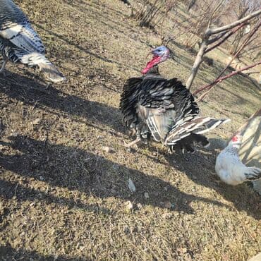 Yemlər: Erkək, Damazlıq, Ödənişli çatdırılma — 5