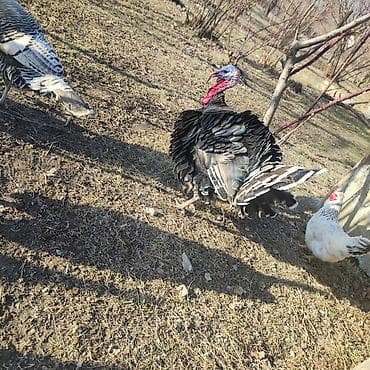 quzu sekilleri: Erkək, Damazlıq, Ünvandan götürmə, Pulsuz çatdırılma, Ödənişli çatdırılma — 2