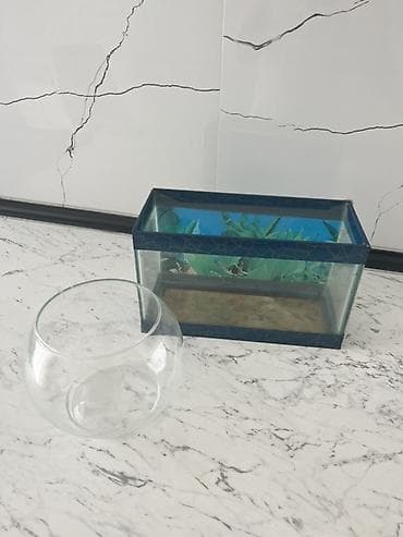 akvaryum: Dördbucaq akvarium, Boş, 6 l, Ünvandan götürmə — 3