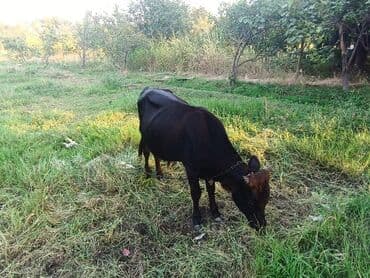 Коровы, быки: Təcili 7 baş erkək dana satılır — 5