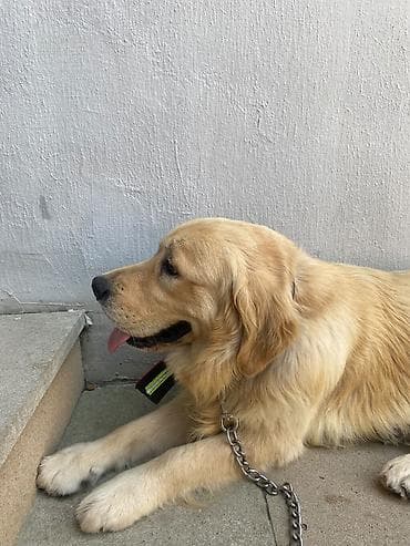 İtlər: Retriever, Erkek — 3