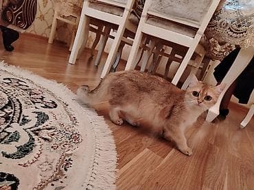 chinchilla: Britan — 5