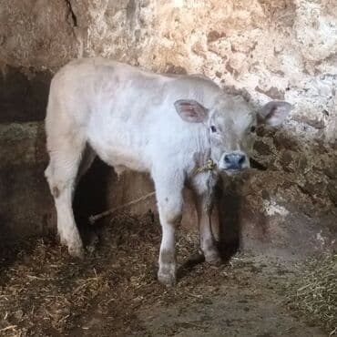 Ağ rəngli buzov - Növ: iri buynuzlu heyvan, buzov - Rəng: açıq