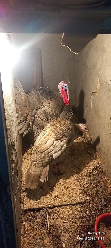 kənd toyuqu: Unvan Lənkəran.Cut 200azn — 4