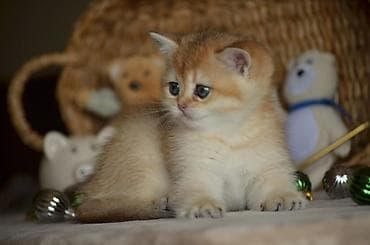 Digər heyvanlar: Qızıl şinşilla, Erkək, Dişi, Ünvandan götürmə — 3