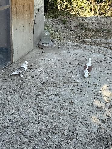şirin pişik sekilleri: Hazir cut bala veren hunkariler satilir ciddi alicilar yazsin — 3