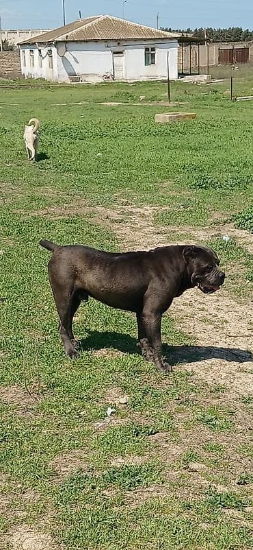 xaski itlər: Kane-Korso, 2 il, Erkek, Peyvəndli, Ödənişli çatdırılma — 2