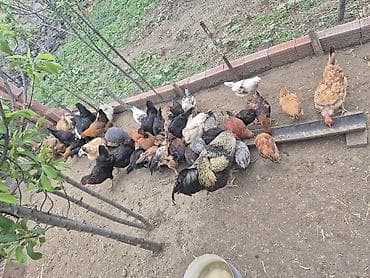 həyət toyuqları: Qarışıq cinsli toyuqlar sürüsü yumurtalayan toyuqlar 15manat cücələr — 3