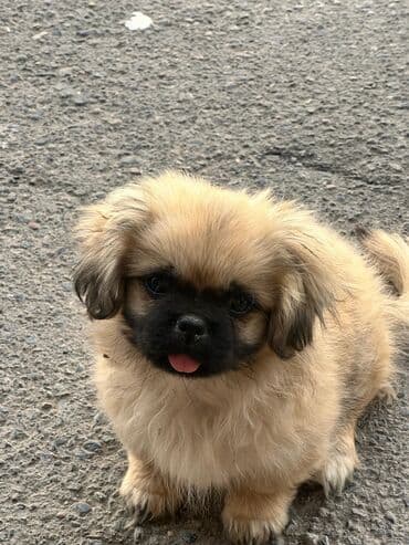 it yuvasi: Pekines, 2 ay, Dişi, Peyvəndli, Rayonlara çatdırılma — 1