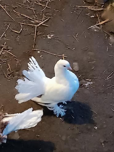 Göyərçinlər: Qardaşlar gördüyünüz quşalar satılır 1 dənə şişman erkek 1 dənə London — 8