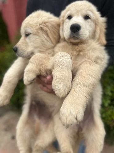 erkek: Labrador-retriver, 2 ay, Erkek, Peyvəndli — 3