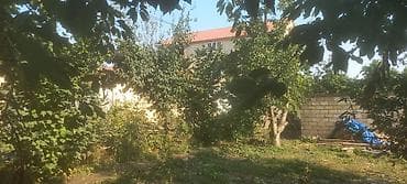 cilədağı bitkisi: Meyvə bağı – müxtəlif meyvə ağacları ilə əkilmiş həyətyani sahə — 3