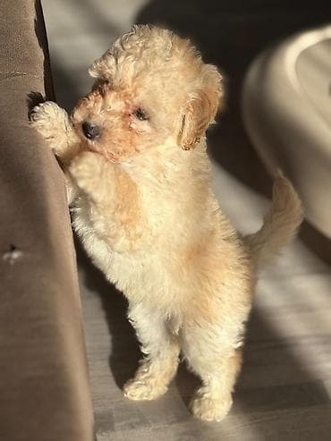 teze bazar it satisi: Pudel, 1 ay, Dişi — 3