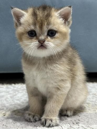 сколько стоит котенок: Британская, Самка, Для вязки, Бесплатная доставка — 4