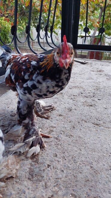 Rahibe toyuqlar Bir xoruz bir fere Sekide olur ikisi birlikde 50