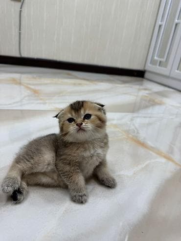 Кошки: Шотладская вислоухая — 3