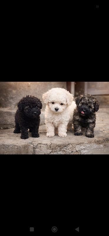 itlə barter: Pudel — 2