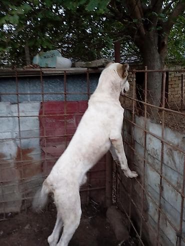 balaca boyumeyen itler: Tim balasıdır həmdə mole ivançunda yaxşıdır qoyun içində yaxşıdır — 2