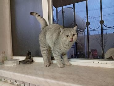 dişi quzu: Şinşilla, Dişi — 4