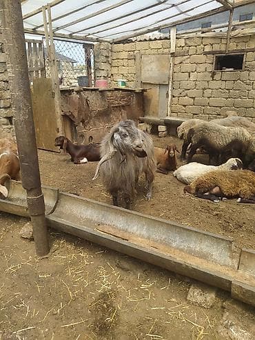 erkey quzu: Erkək, il: 2, 100 kq, Damazlıq — 9
